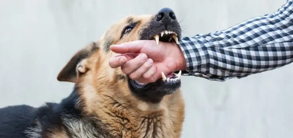 Dog bites the man